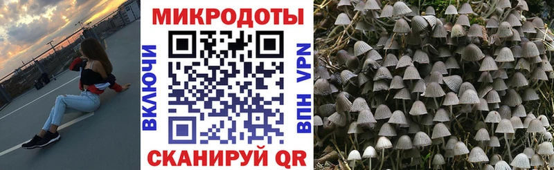 Псилоцибиновые грибы мицелий Лысьва